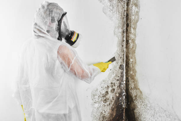 Best Localized Mold Remediation (e.g., coastal areas, humid climates) in Cerro Gordo, IL