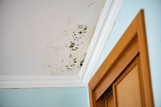 Professional Mold Remediation in Cerro Gordo, IL