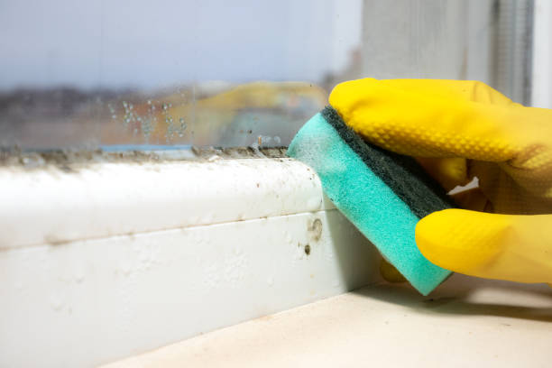 Best Preventive Mold Services in Cerro Gordo, IL
