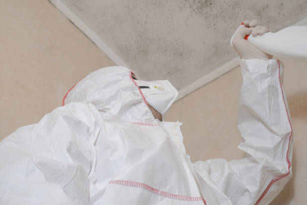 Best Mold Remediation for Specific Building Types in Cerro Gordo, IL