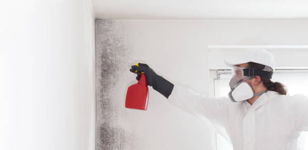 Best Residential Mold Remediation in Cerro Gordo, IL