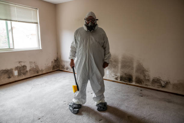 Best Industrial Mold Remediation in Cerro Gordo, IL