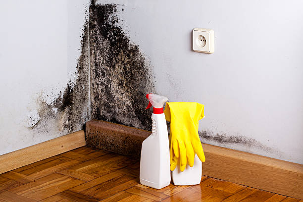 Best Residential Mold Remediation in Cerro Gordo, IL