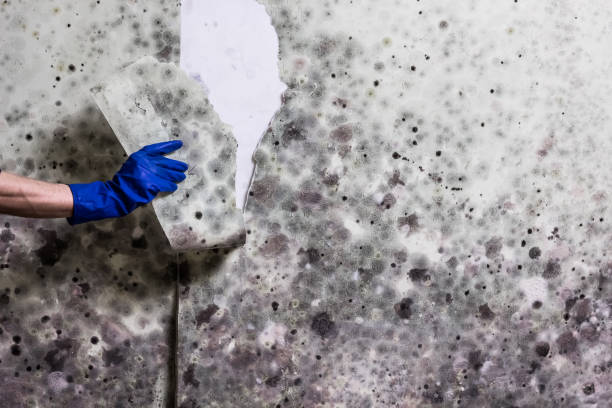 Best White Mold Remediation in Cerro Gordo, IL