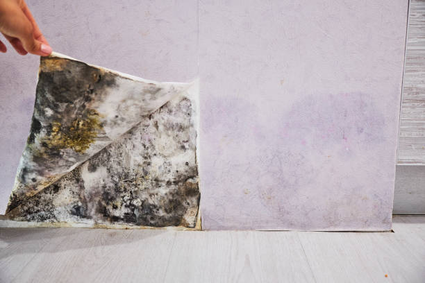 Best Health and Safety Mold Remediation in Cerro Gordo, IL
